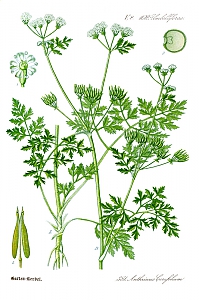 anthriscus cerefolium