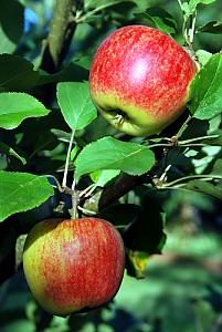 Apfel