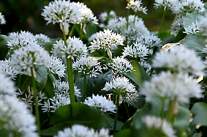 B&auml;rlauchbl&uuml;ten