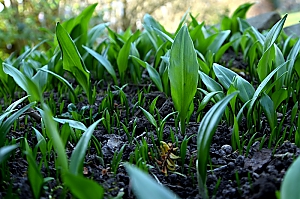B&auml;rlauch Jungpflanzen