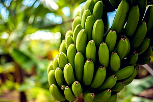 Banane