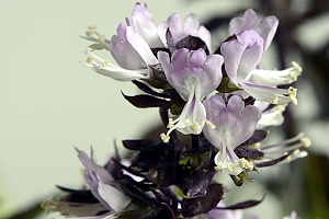 Basilikumbl&uuml;ten