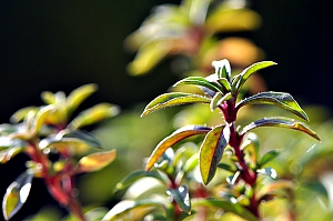 Winterbohnenkraut, Bl&uuml;te