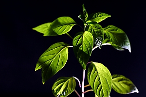 Chili Cayenne Purple