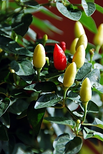 capsicum annuum country fire