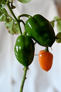 Chili habanero