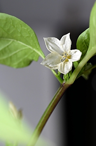 Chili serrano Bl&uuml;te