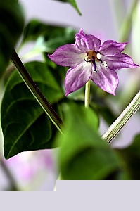 Cinese 5 colors Bl&uuml;te