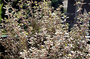 Gartenthymian