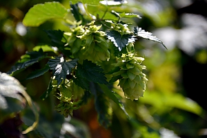 wilder Hopfen (humulus lupus L.)