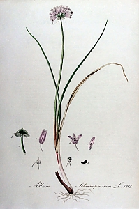 allium schoenoprasium