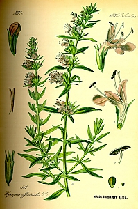 hyssopus officinalis