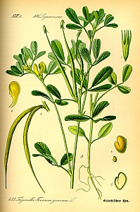 trigonella foenum-graecum
