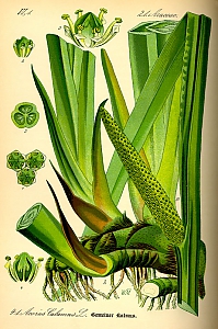 acorus calamus