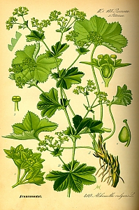 alchemilla vulgaris