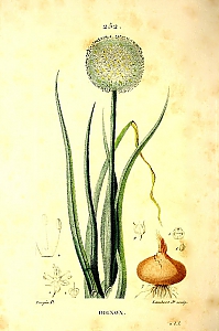 allium cepa