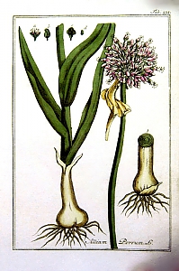 allium porrum