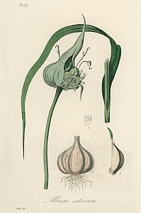 allium sativum