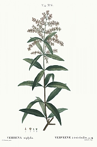 aloysia citriodora
