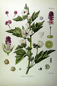 althaea officinalis