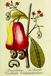 anacardium occidentale