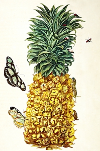 ananas comosus