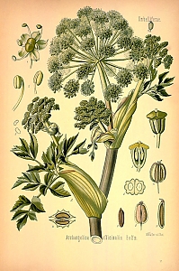 angelica archangelica
