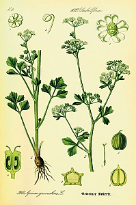 apium graveolens