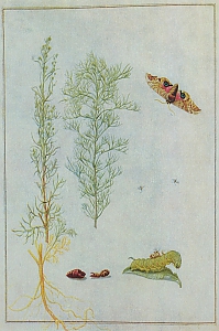 artemisia abrotanum