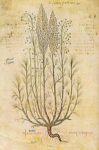 artemisia absinthium