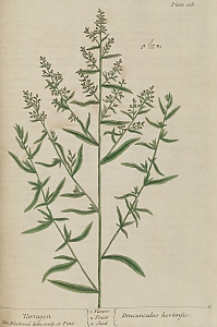 artemisia dranunculus