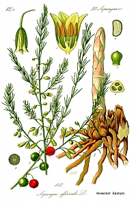 asparagus officinalis