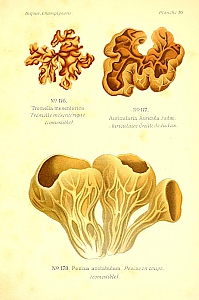 auricularia auricula