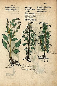 Beta vulgaris