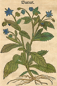 borago officinalis