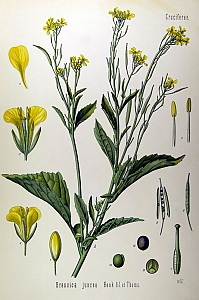 brassica juncea