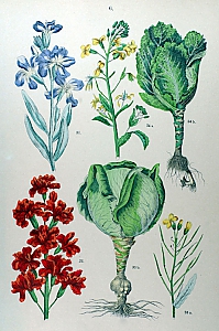 brassica oleracea