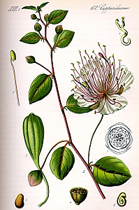 capparis spinosa