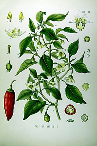 capsicum annum