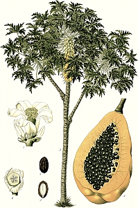 carica papaya