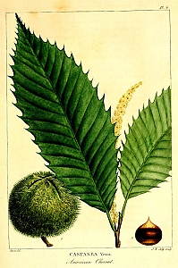 castanea