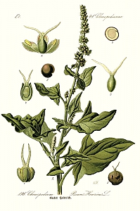 chenopodium bonus-henricus