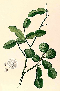 citrus hystrix