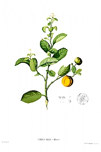 citrus mitis