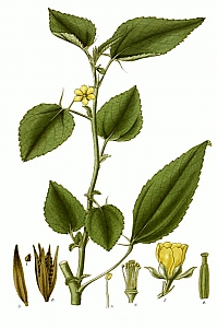 corchorus olitorius