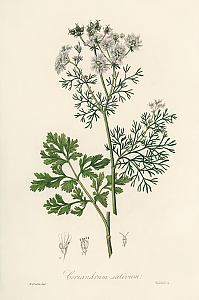 coriandrum sativum
