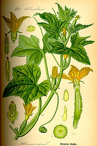 cucumis sativus