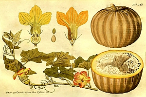 cucurbita pepo