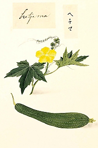 cucurbita pepo convar