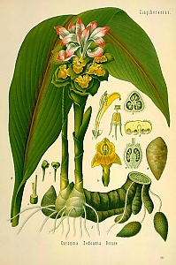 curcuma longa